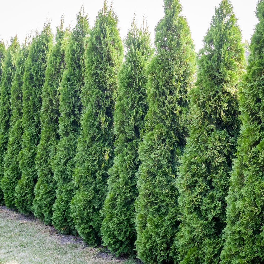 Casla Jardinería y Paisajismo -Jardineria-Milla de Oro-Barrio Salamanca-imagen-2